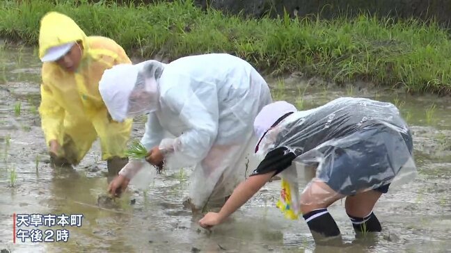 籾から育てた苗、1本1本丁寧に　小学生が昔ながらの田植え体験　コメ作りで農業の大切さ学ぶ　熊本・天草|TBS NEWS DIG