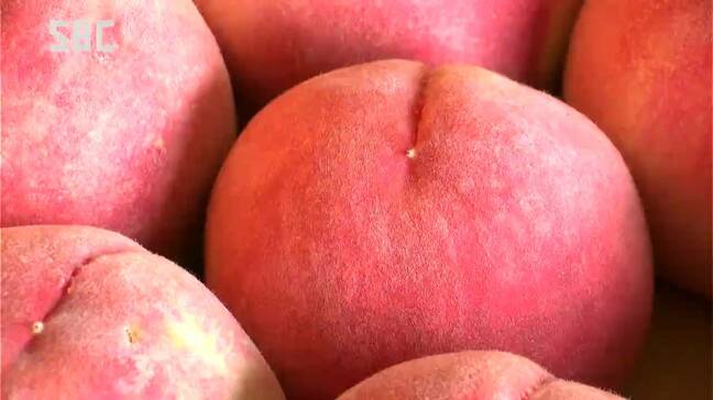 「今年は甘くて濃い」長野市で特産の「川中島白桃」出荷が本格化　|TBS NEWS DIG