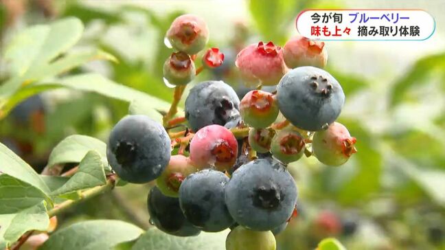 「狙いは一番大きいもの」今が旬!ブルーベリー 鹿児島・薩摩川内市|TBS NEWS DIG