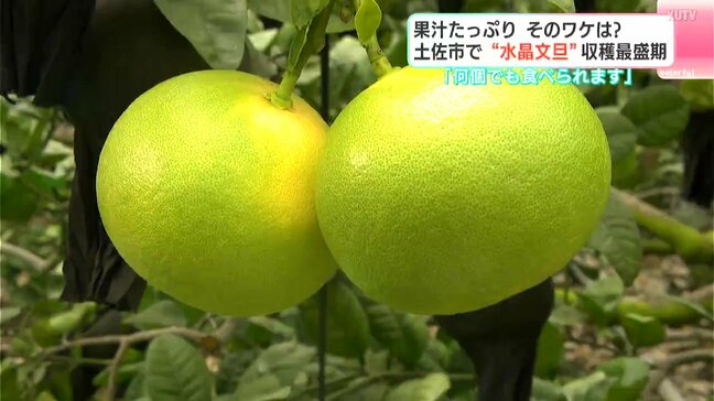 「何個でも食べられます」果汁たっぷり そのワケは? 今が旬“水晶文旦”収穫最盛期|TBS NEWS DIG