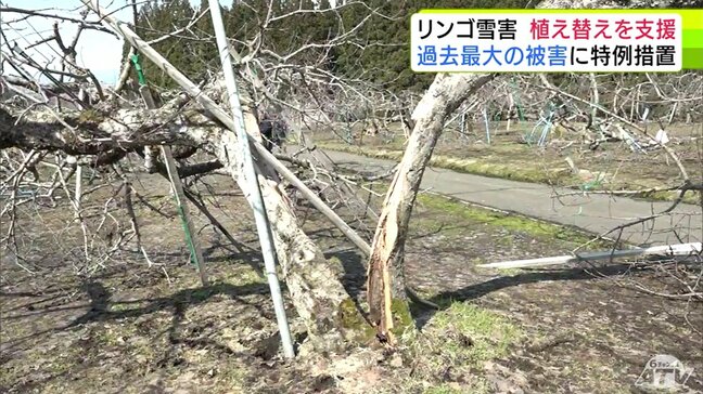 「大規模農家から個人の農家にとってもいい支援の内容」“豪雪”で過去最大の被害受けた青森県のリンゴ産業 国が支援策まとめる 樹を植え替える「改植」で『同一品種』や『一本単位』なども支援対象に|TBS NEWS DIG