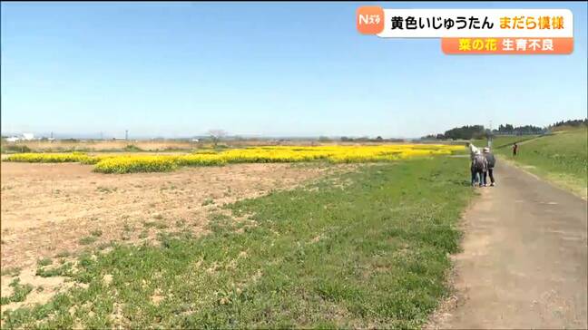 菜の花畑に異変 開花わずかで見ごろ遠く いったい何が 宮城・角田市|TBS NEWS DIG