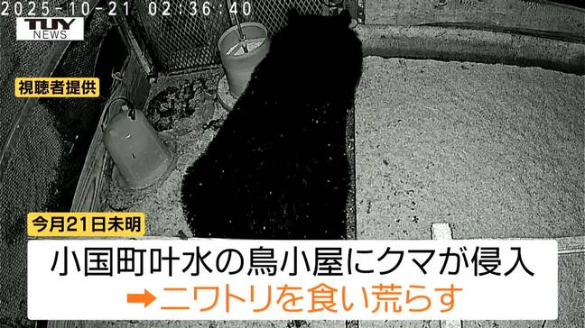 【動画】クマにブランド鶏が食い荒らされる一部始終をカメラが…小屋の金網を破り進入(山形・小国町)|TBS NEWS DIG
