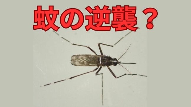 「蚊がいない?」から一転「蚊の逆襲が始まるかも」と専門家が推測「産卵から成虫まで最短10日」|TBS NEWS DIG