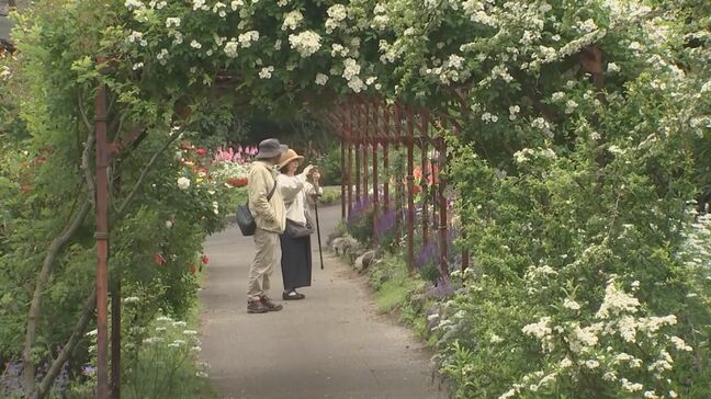 くじゅう花公園のバラ満開　350品種1600株　大分・竹田市|TBS NEWS DIG