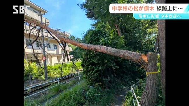 松本市の中学校　敷地内のアカマツ9本を伐採へ…倒木で電車運行に影響　長野|TBS NEWS DIG