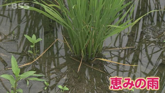 「戻り梅雨」で待望の雨！鳥取県の日野川では取水制限解除　農家にとっては恵みの雨…でも降りすぎは勘弁　|　BSSニュース | BSS山陰放送