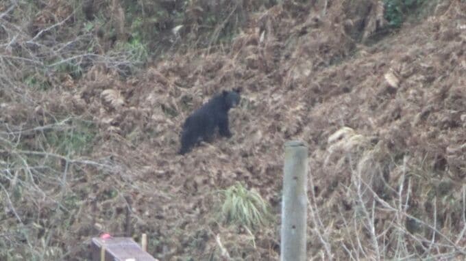 北広島町で子グマ捕獲、近くに親グマ潜伏か　現場付近でカメラがクマのような動物１頭を撮影　「親子連れ」目撃情報もあり町が厳戒態勢、外出に注意呼びかけ　広島県|TBS NEWS DIG