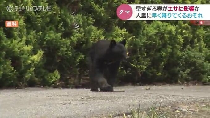 クマの目撃情報が相次ぐ…早すぎる春がエサに影響か　人里に降りてくる恐れも　富山　|　富山のニュース｜天気・防災｜チューリップテレビ