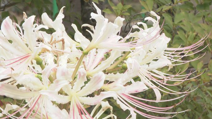 寺の境内に「白いヒガンバナ」40年前の1輪を増やし続け…　|　石川県のニュース｜MRO北陸放送