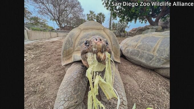 141歳のガラパゴスゾウガメが死ぬ 「動物園の女王」と呼ばれ愛される　米サンディエゴ動物園「非常に困難な決断だったがお別れすることに」