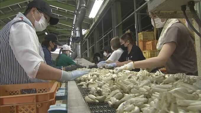シャキシャキとした歯切れの良さ”鳥取らっきょう”初出荷　|　BSSニュース | BSS山陰放送