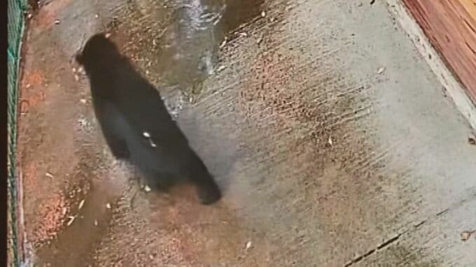 「熊が歩いている」保育園の近くでも… 住宅街にクマ　近隣の高校は臨時休校　警察が住民に警戒を呼びかけ　広島･廿日市市|TBS NEWS DIG