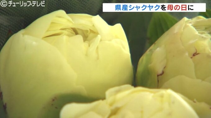 母の日に「シャクヤク」プレゼント！例年よりも一週間遅れるも出荷ピーク 富山|TBS NEWS DIG