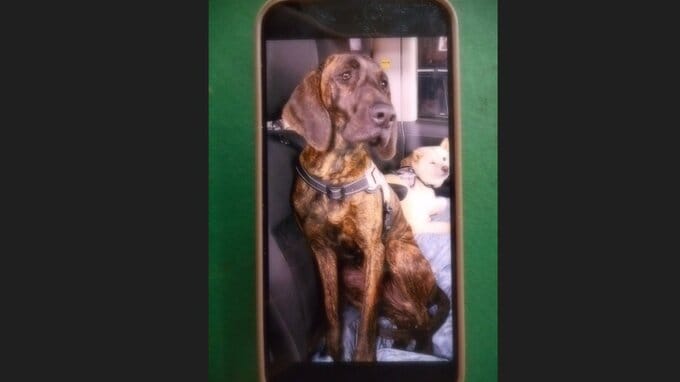 【速報】脱走した大型の猟犬「プロット・ハウンド」発見　散歩のあと檻が未施錠に…檻にエサ置いていたところ戻る　けが人の報告なし　滋賀・大津市|TBS NEWS DIG