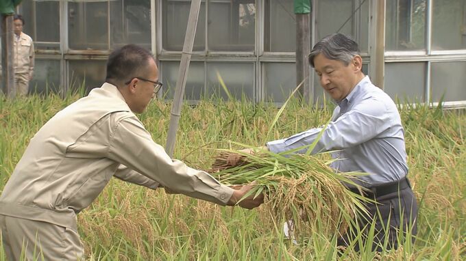 天皇陛下　皇居で毎年恒例の稲刈り　長靴姿でカマを手にしゃがんで収穫　|TBS NEWS DIG