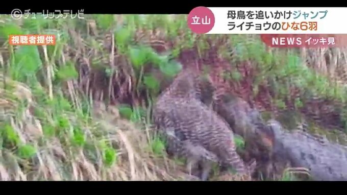ニホンライチョウ 親鳥追いかけジャンプ！親子のかわいい姿を撮った　北アルプス立山連峰|TBS NEWS DIG
