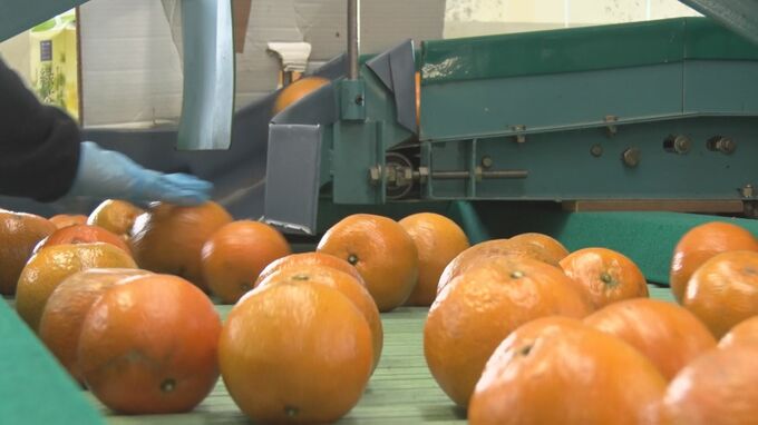 収穫量は減少も糖度は例年より上　名護市でタンカンが旬を迎える　選果場には多くの果実が運び込まれる|TBS NEWS DIG