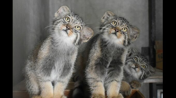 東山動植物園のマヌルネコ｢ヒデ｣  遠く離れた北海道に…将来的な繁殖を見据えて ｢いつかヒデの子どもが見られたら｣ 3兄弟で愛される　|　名古屋・愛知・岐阜・三重のニュース【CBC news】 | CBC web