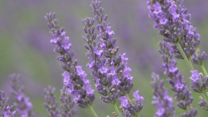 ハーブフェスティバル開催　約3000株のラベンダーが見頃迎える　山梨・富士河口湖町　|　山梨のニュース | ＵＴＹテレビ山梨