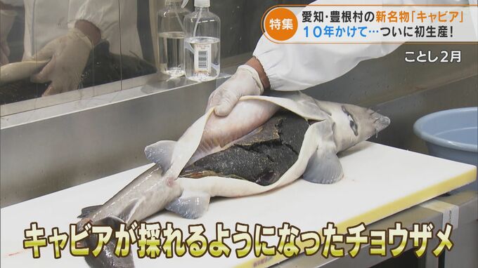 10年かけて初生産したキャビア…過疎化が進む村の“新名物”に？ まずはふるさと納税の返礼品に　|　名古屋・愛知・岐阜・三重のニュース【CBC news】 | CBC web