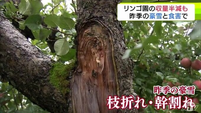 昨シーズンの“豪雪”と「食害」のダブルパンチで収量が半減のリンゴ園も… 青森市・西秀記 市長が園地を視察 苗木の補助について「何とか対応できないか検討したい」 | 青森のニュース│ATV NEWS│青森テレビ