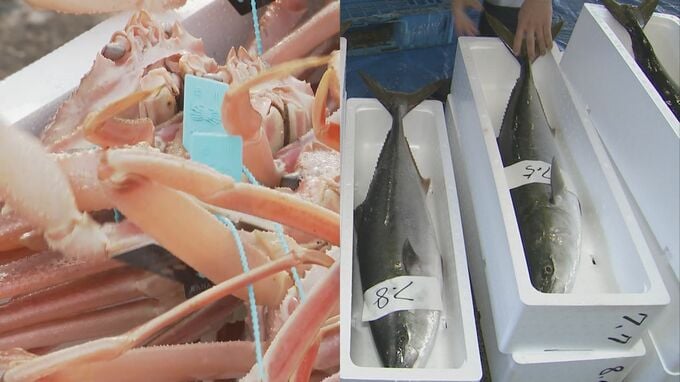 冬の日本海代表する味覚に明暗！ズワイガニ豊漁も寒ブリは不漁続き|TBS NEWS DIG
