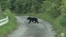 取材中の記者の目の前にクマが出没！マグロで有名な青森県大間町で連日クマの目撃情報　畑ではスモモの食害被害　町は注意呼びかけ　|　青森のニュース│ATV NEWS│青森テレビ