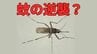 「蚊がいない？」から一転「蚊の逆襲が始まるかも」と専門家が推測「産卵から成虫まで最短10日」　|　岡山・香川のニュース | 天気 | RSK山陽放送