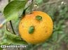 「果樹カメムシ類」平年の約20倍で大量飛来のおそれ 静岡県内で28年ぶり「病害虫発生予察警報」発表 2026年度全国で初＝静岡県　|　静岡のニュース | SBSNEWS | 静岡放送