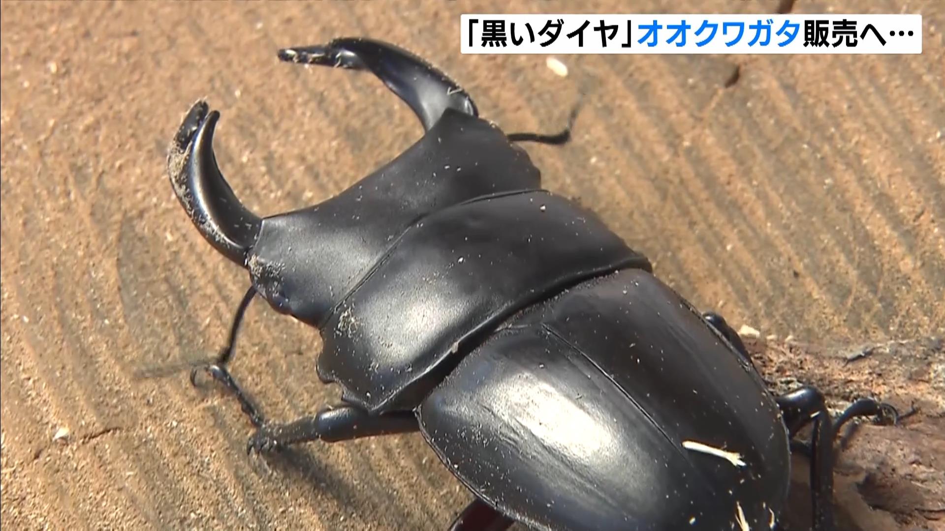 高いもので1万円超「オオクワガタ」職業訓練の一環として販売準備