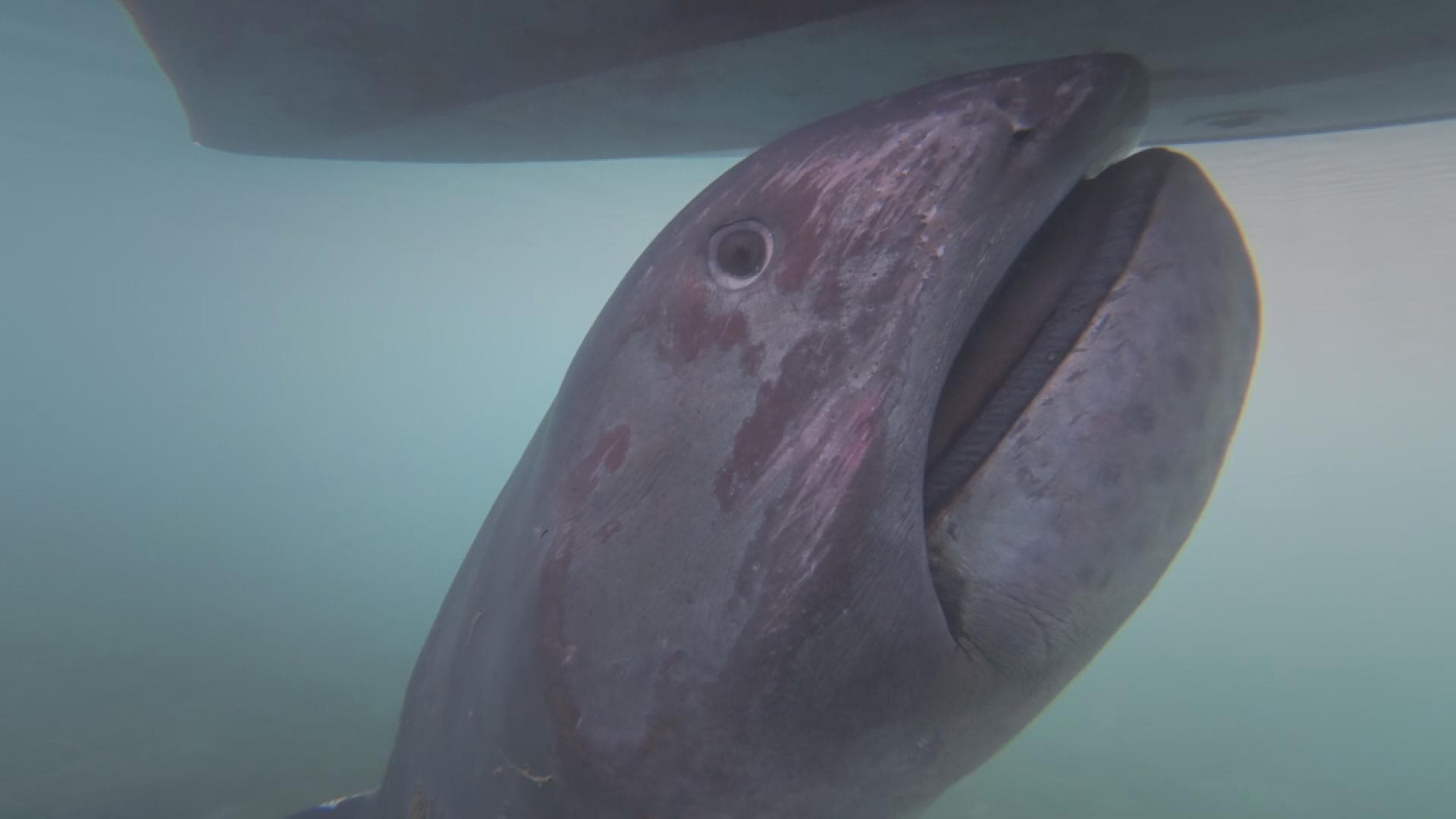謎の巨大魚】巨大な口に“ひげの剃り跡”？対馬沖の定置網にかかったのは