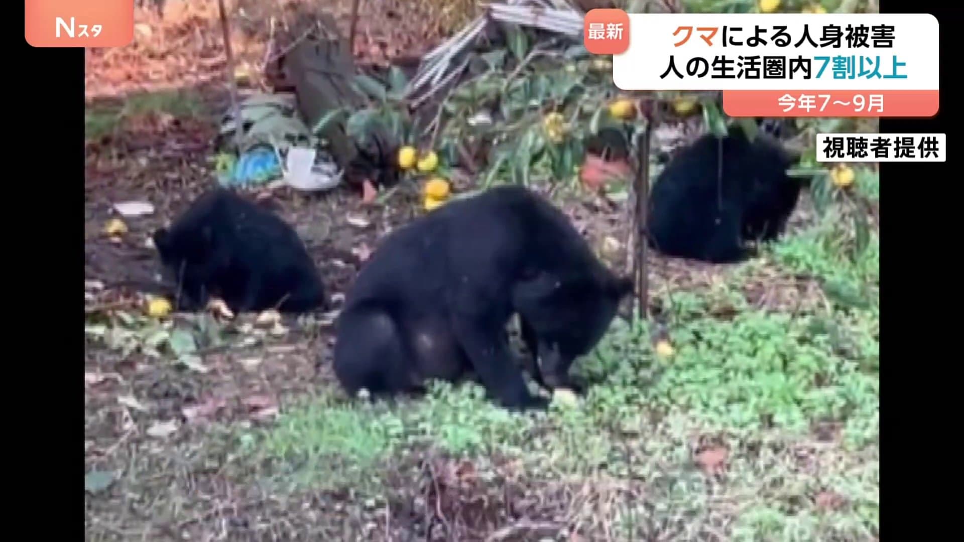 クマによる人身被害 7割以上が市街地・公園など人の生活圏で発生 今年7