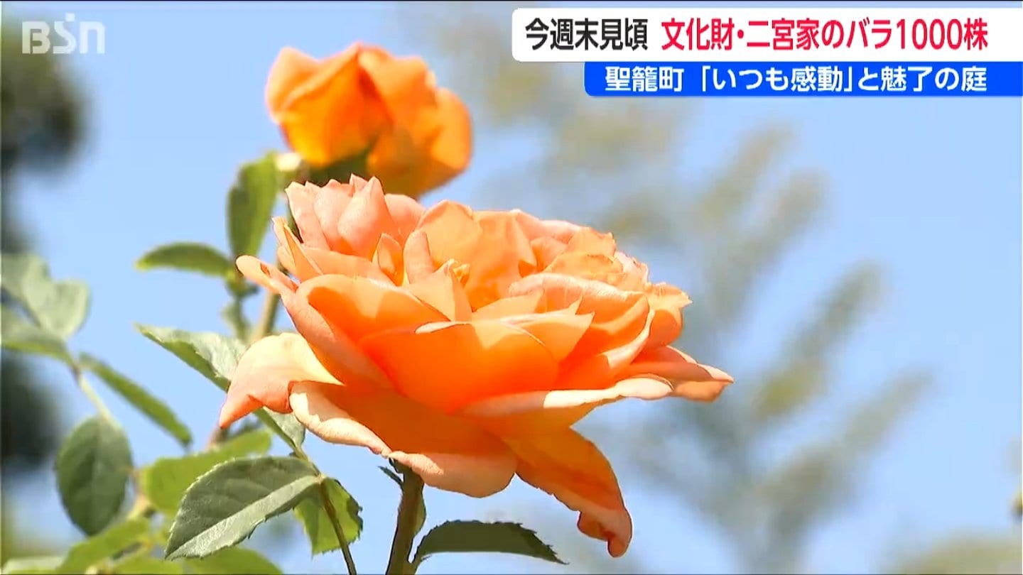 30年に渡って丹精込めた数百種 1000株以上を一般公開『二宮家バラ園