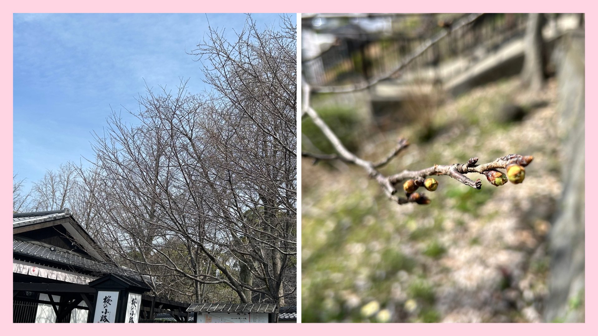 熊本城のサクラ開花予想】つぼみで分かる「開花までの日数」 今月23日