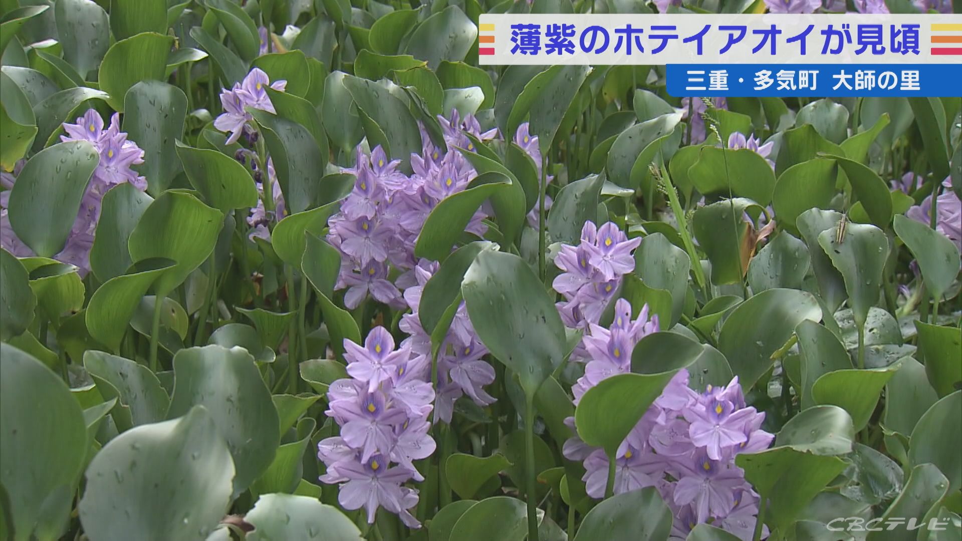 池一面にホテイアオイの花 三重 多気町 東海地方のニュース Cbc News Cbc Web