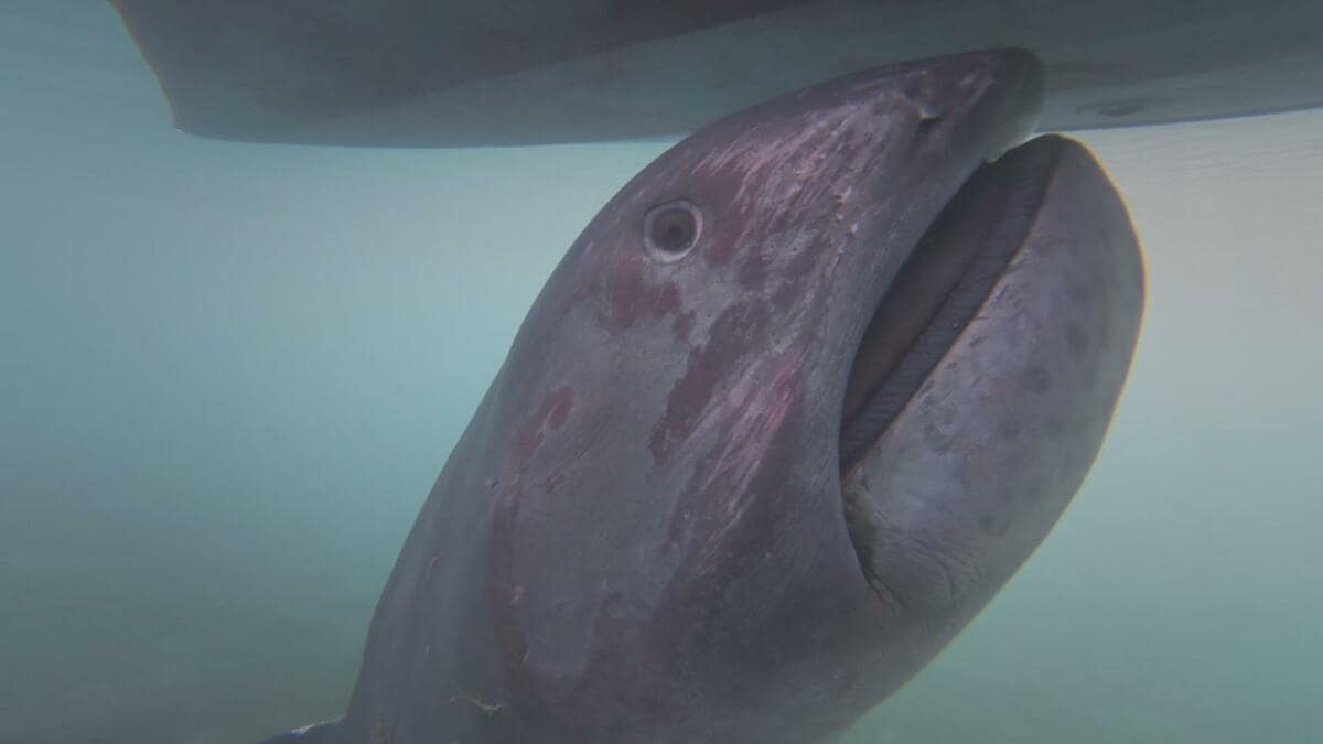 謎の巨大魚】巨大な口に“ひげの剃り跡”？対馬沖の定置網にかかったのは