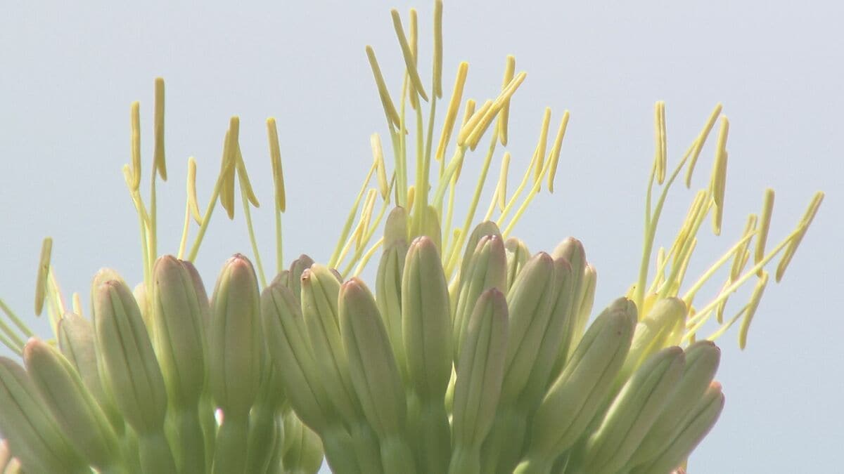 パークプレイス大分で幻の花「リュウゼツラン」が開花！ 開業23年目で
