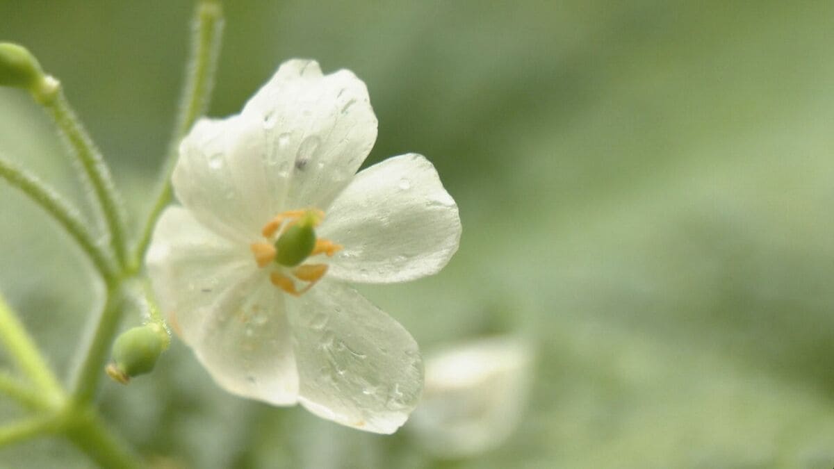 ガラス細工のような｢サンカヨウ｣の花が見頃 　雨に濡れると透明に“スケルトンフラワー”の異名も  岐阜･高山市