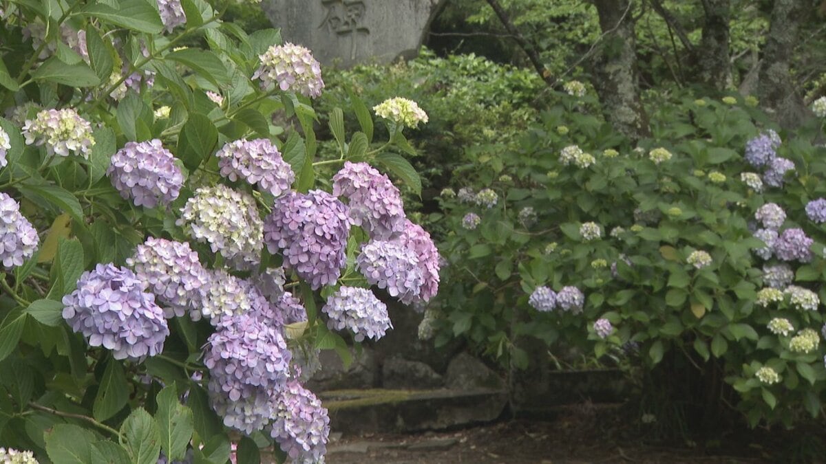 「綺麗でいいです」　“あじさい寺”＝妙法寺で30種1万株のアジサイが見頃　山梨・富士川町