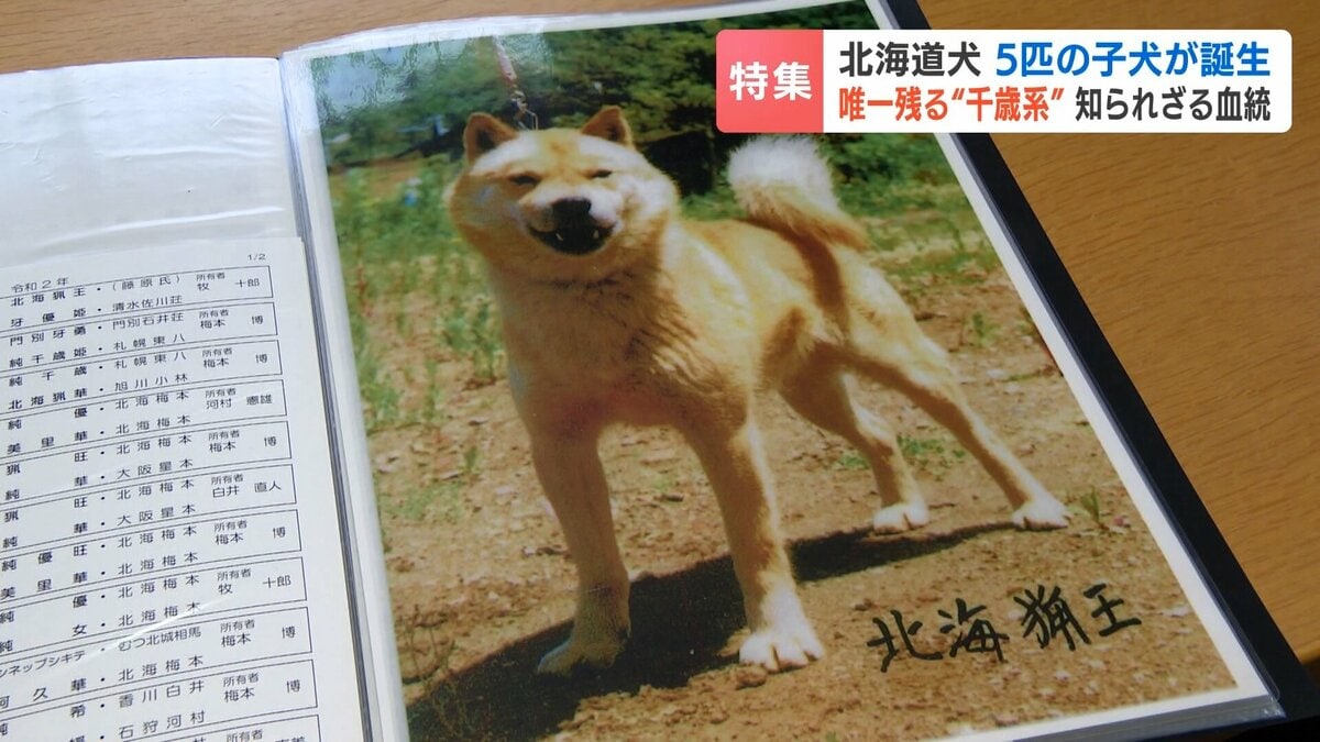 天然記念物《北海道犬》300gの新たな命を次世代へ紡ぐ かつてはアイヌ