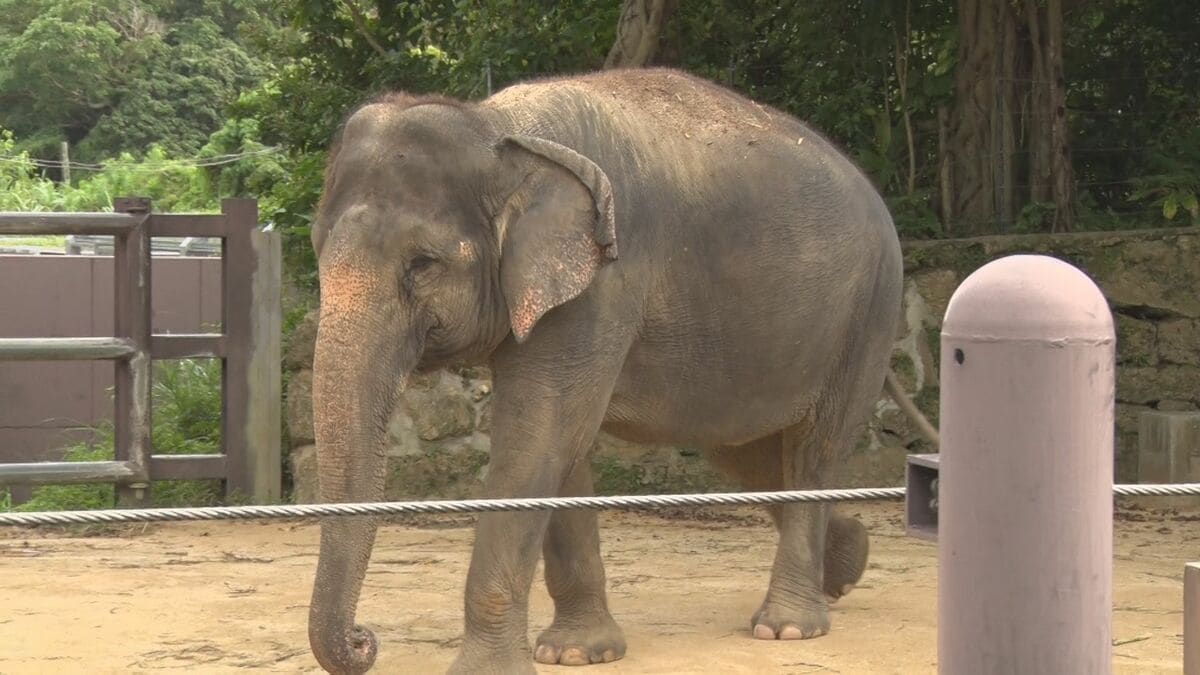 ゾウが前脚と鼻で飼育員を圧迫し肋骨など折る重傷　沖縄こどもの国で採血作業中の事故　「ゾウには全く非がない」