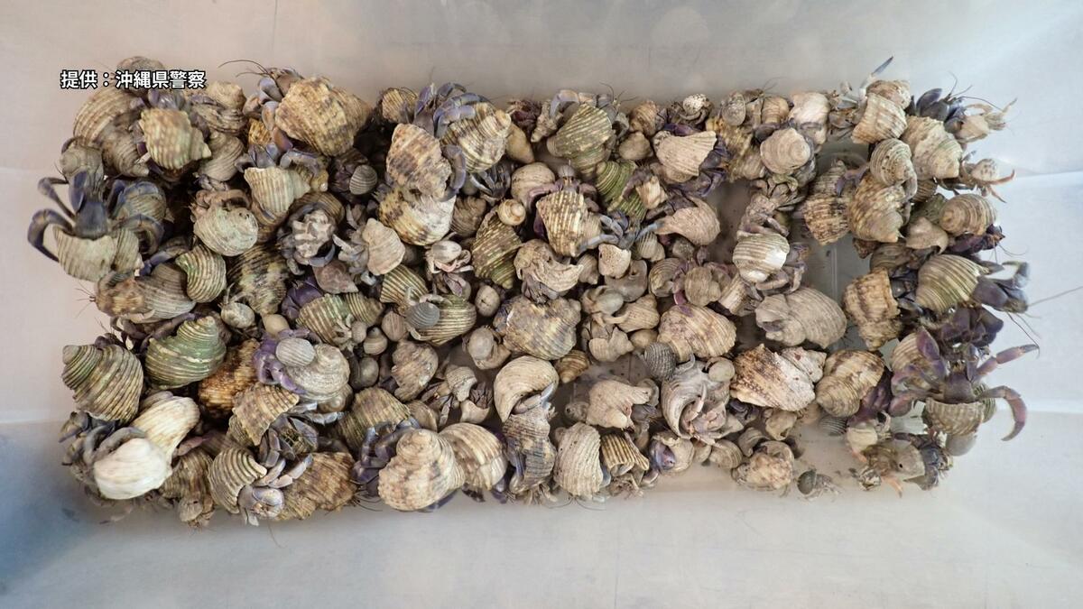 天然記念物のオカヤドカリ1900匹あまりを段ボールに詰め出荷か　配送業者が気付き通報、ベトナム国籍の4人を逮捕
