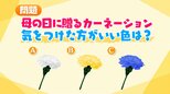 母の日に“注意”したい色は・・・カーネーション、種類はなんと「3000種」!【市場で旬みっけ!】|TBS NEWS DIG