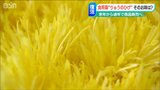 2株しかない消滅の危機を乗り越えた伝統食用菊『りゅうのひげ』来年からは通年販売に 新潟市 | 新潟のニュース・天気|BSN NEWS|BSN新潟放送