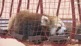 大型連休最終日 動物園や市場は笑顔で賑わい 物価高・原油高で「近場」志向も=静岡　|　静岡のニュース | SBSNEWS | 静岡放送