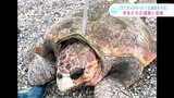 ウミガメの産卵が見られなくなる!?全国有数の産卵地を守ろうと学生たちが奮闘!【高知】 | 高知のニュース・天気|KUTV NEWS | KUTVテレビ高知