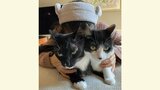 【猫吸い】藤あや子さん「#63」誕生日を迎えて「年齢を重ねていくことが嫌じゃない」7日にがん闘病を明かす|TBS NEWS DIG
