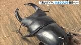 高いもので１万円超「オオクワガタ」職業訓練の一環として販売準備　京都・福知山市の福祉施設|TBS NEWS DIG