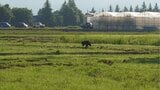 【続報】早朝にクマ連続目撃、市が緊急銃猟で駆除　一時周辺に交通規制（山形・南陽市）　|　山形のニュース│TUYテレビユー山形